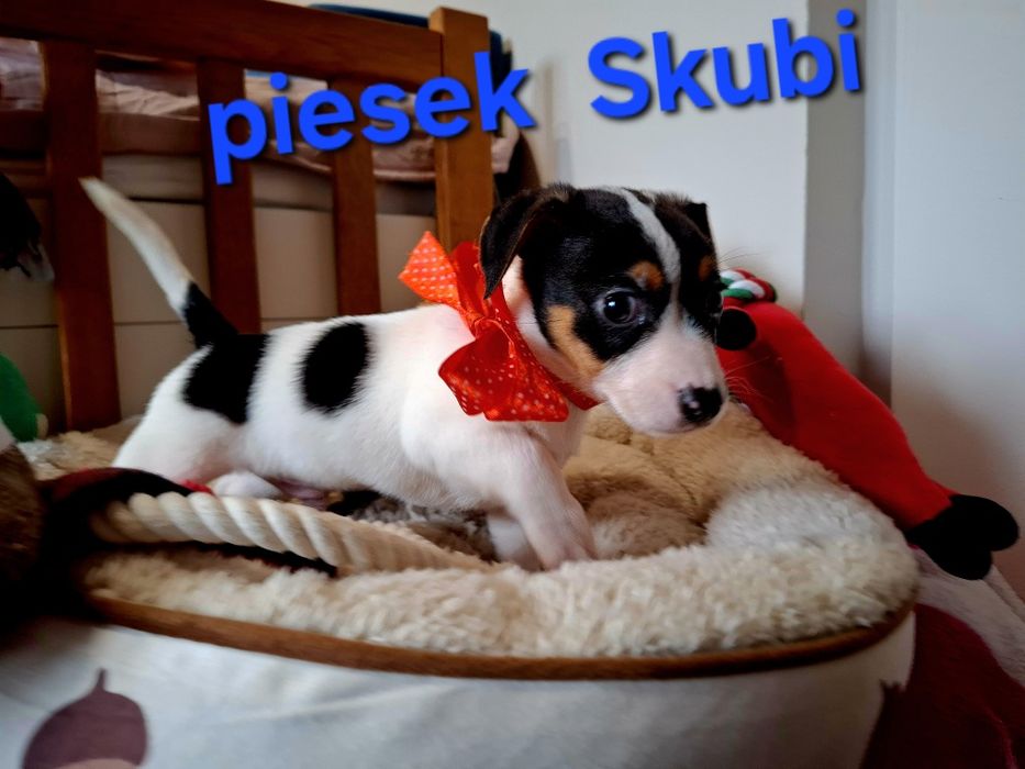 Śliczny piesek !!!  Jack Russell Terrier do odbioru RODZICE W HODOWLI
