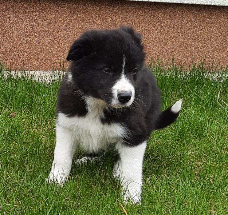 Border Collie suczka