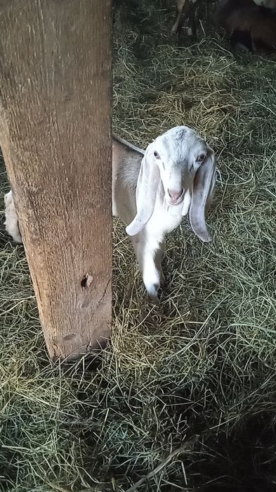 Продам ягнята камерунські