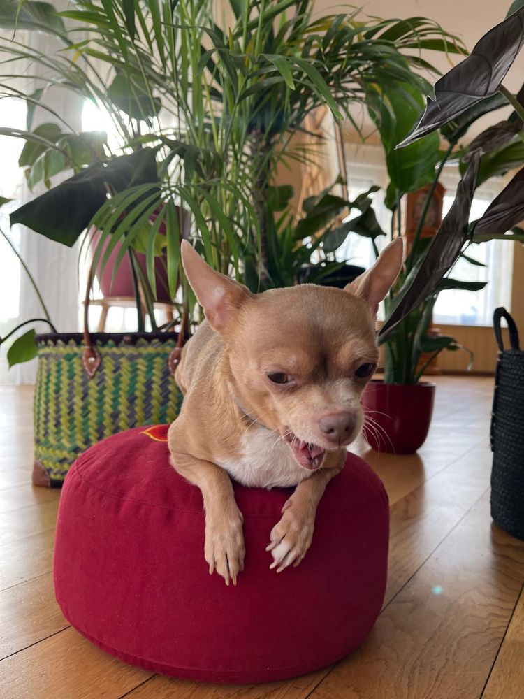 Chihuahua adopcja sunia