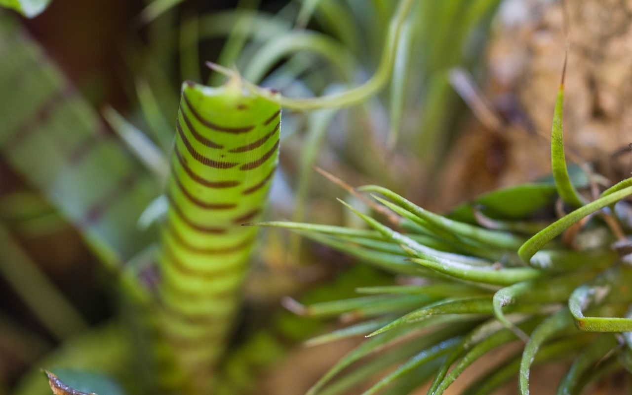 Terrarium tropikalne paludarium gekon