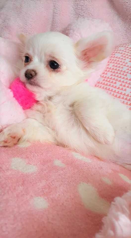 Chihuahua Piesek z Rodowodem. Do odbioru. Mini.