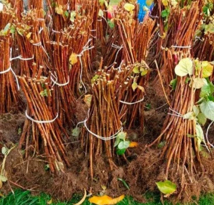 Садженці малини 9грн маравіла геракл..