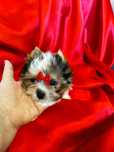 Mini samczyk Biewer Yorkshire terrier .