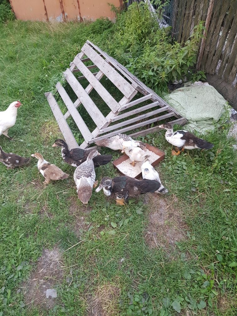 Kaczki francuskie 3 miesięczne
