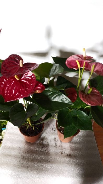 Антуріум,,алоказія,аспленіуми