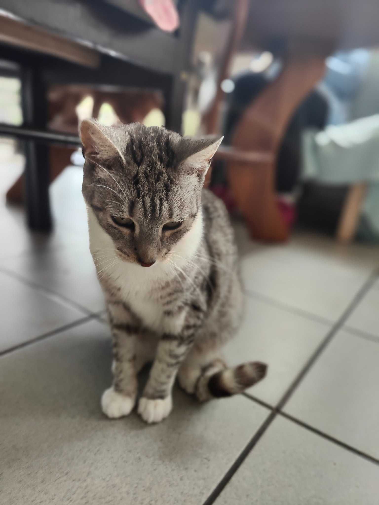 Kotka do adopcji 5 lat Biedronka srebrna ze schroniska Kotoz Suwalki