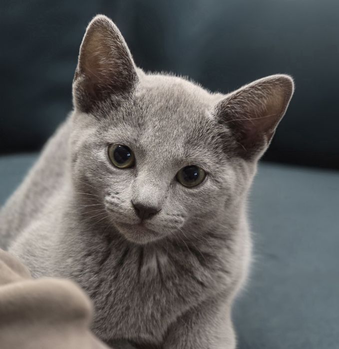 Kocurek rosyjski niebieski