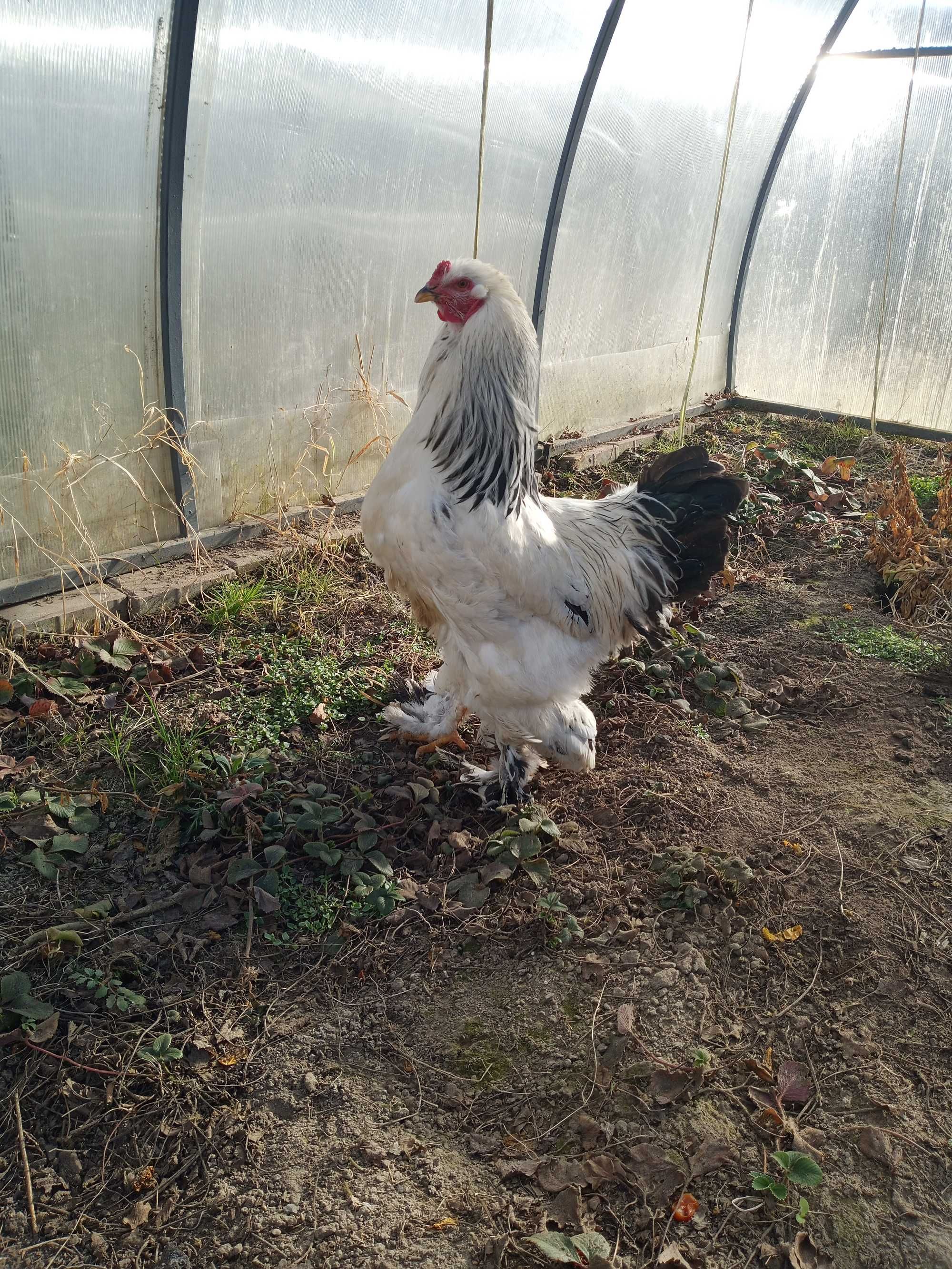 Brahma gronostajowa