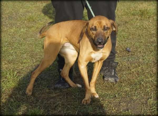Monte - kochany psiak szuka nowego domku