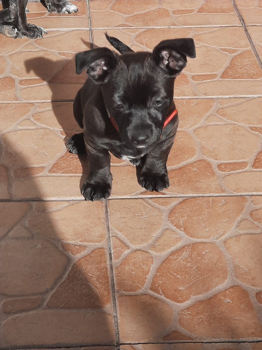 Oddam suczkę tylko w dobre rece