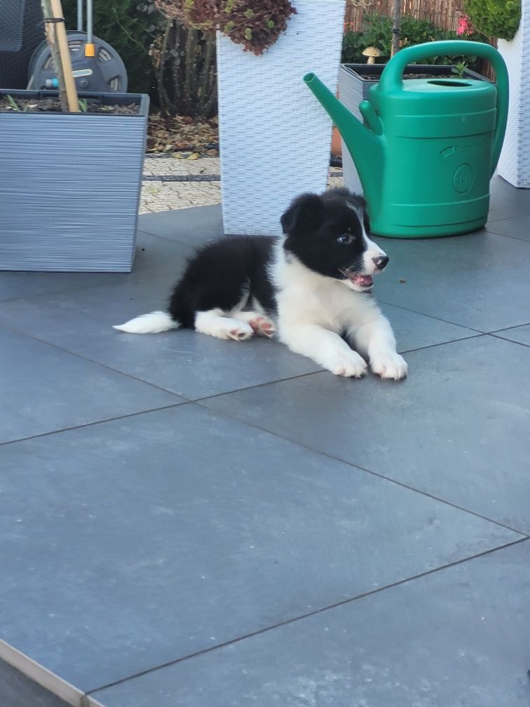 Border Collie Piesek Śliczny Czarno Biały