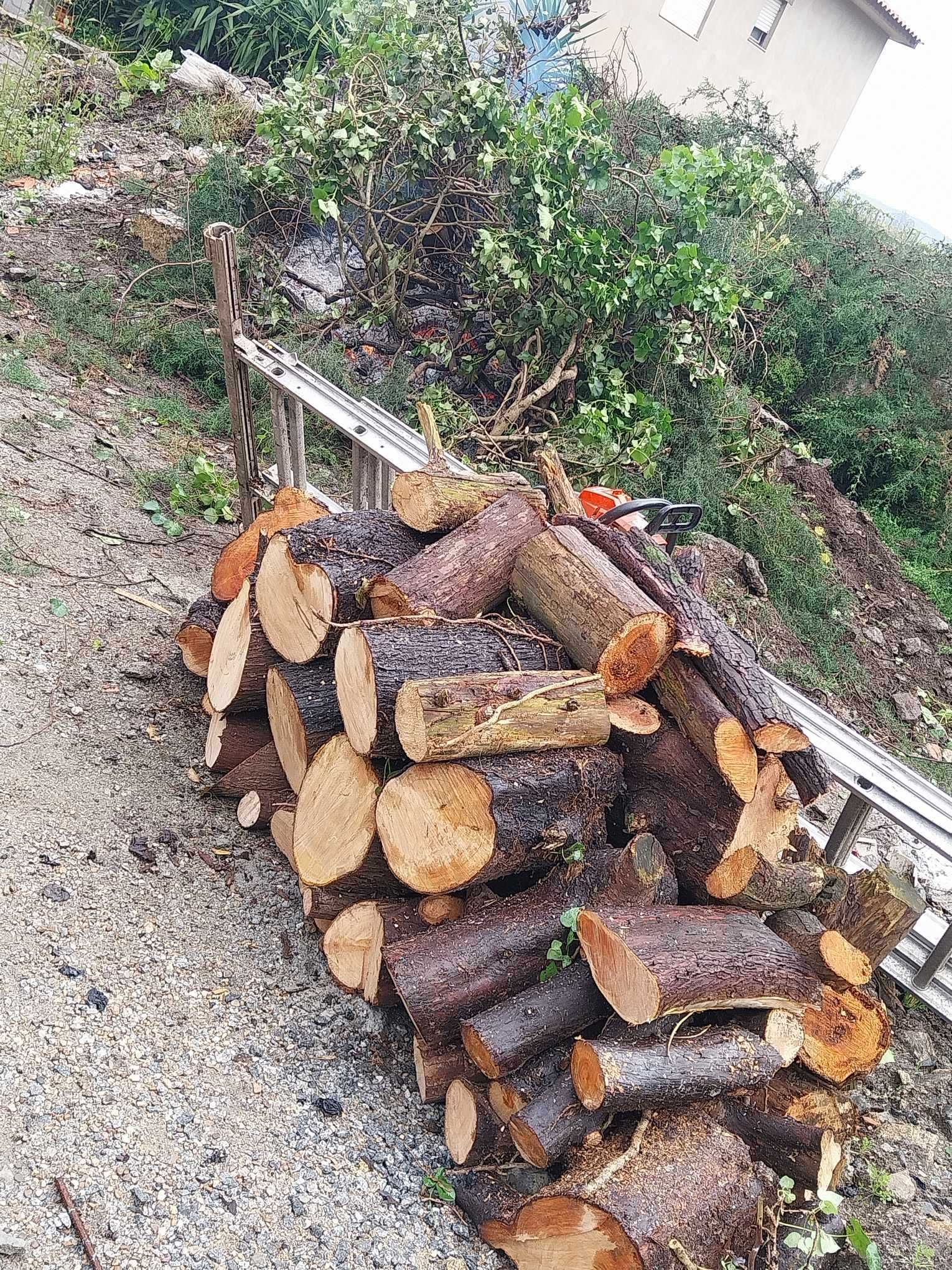 limpeza de terrenos abate de árvores