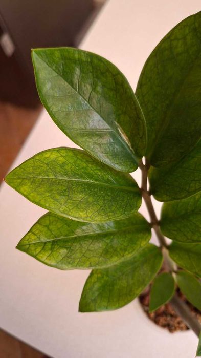 Заміокулькас варієгатний chameleon