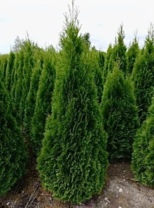 Tuja szmaragd, tuje, thuja szmaragd do 250 cm!