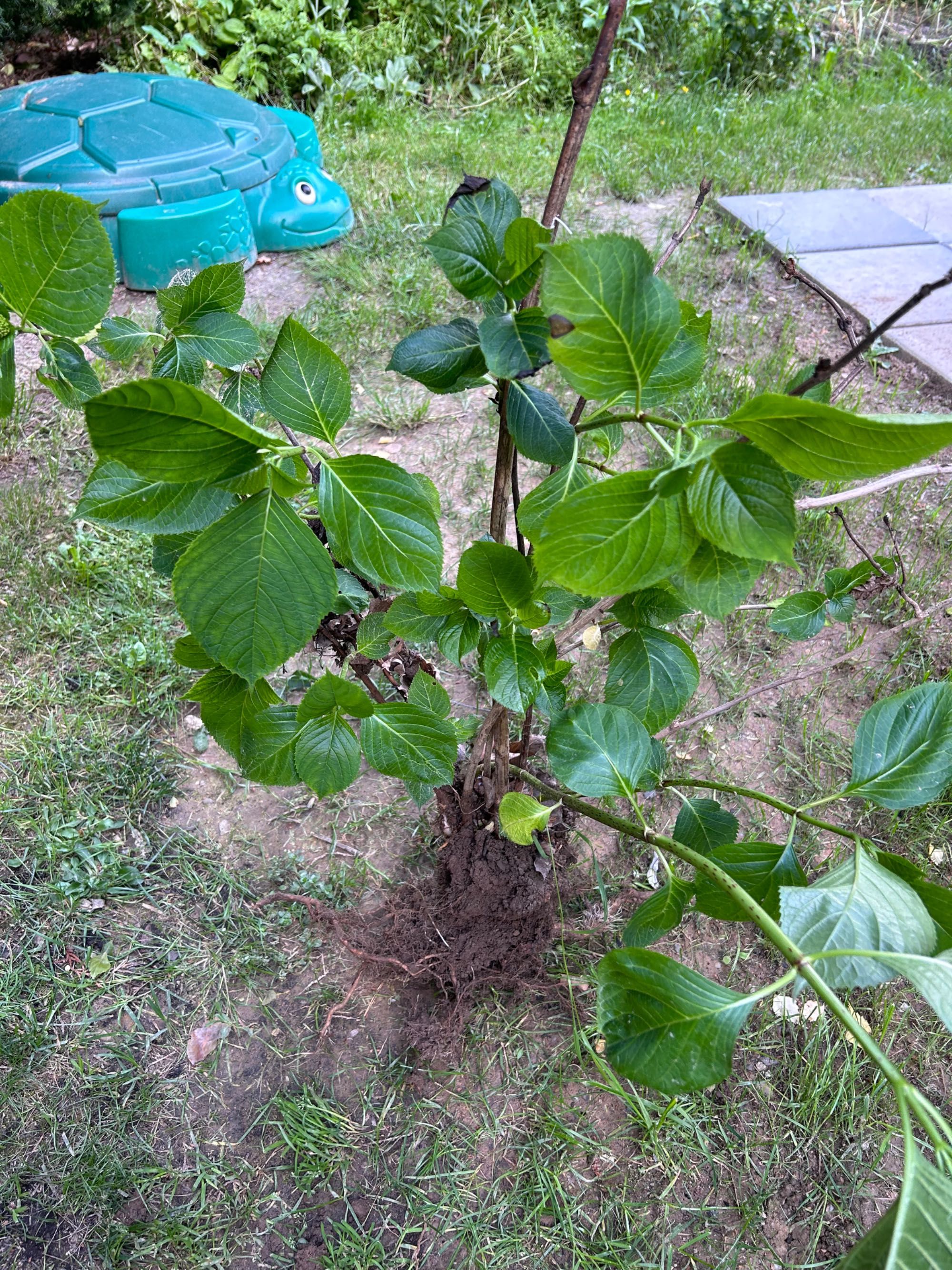 Hortensje ogrodowe różowo niebieskie