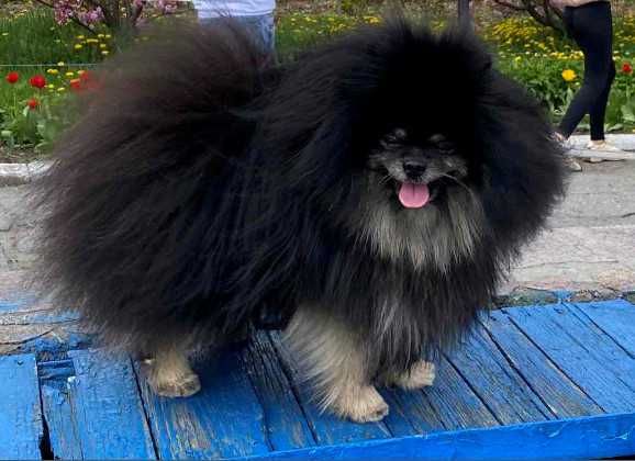 Вязка померанский шпиц