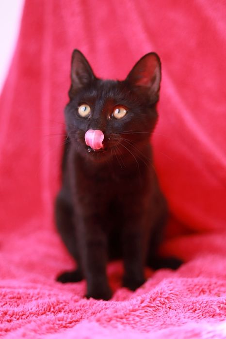 Urocza czarna kotka poleca się do adopcji