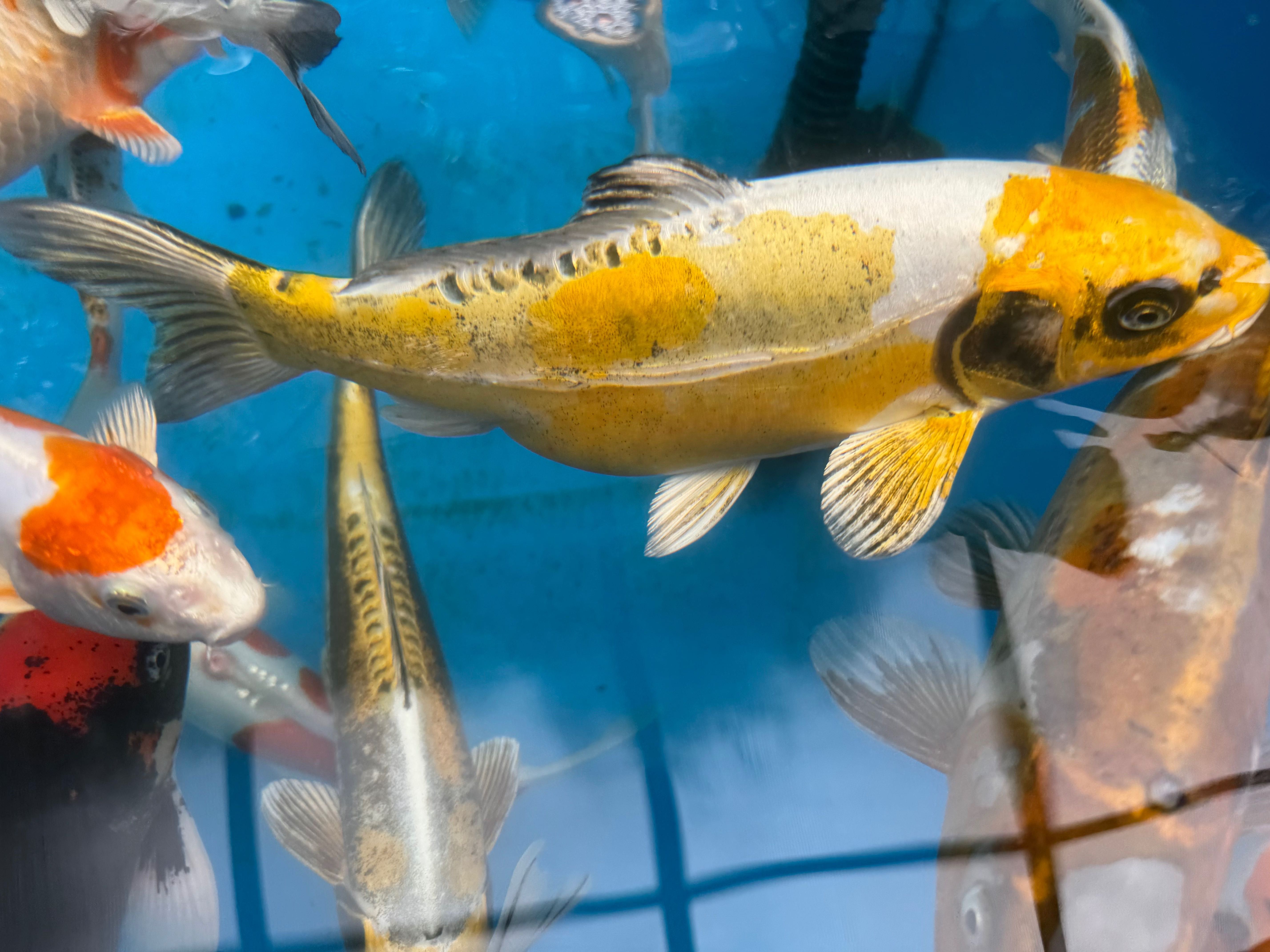 Karp KOI, oczko wodne