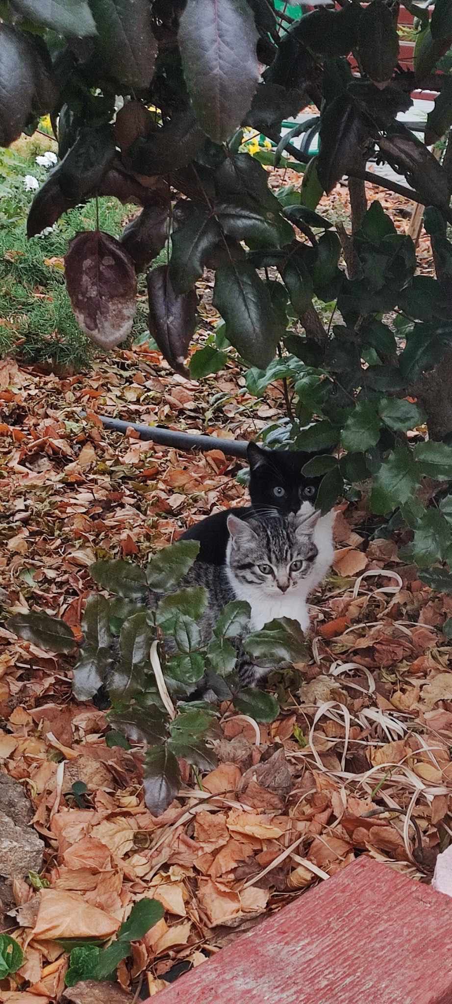 Самые маленькие котята в этот не сезон бесплатно