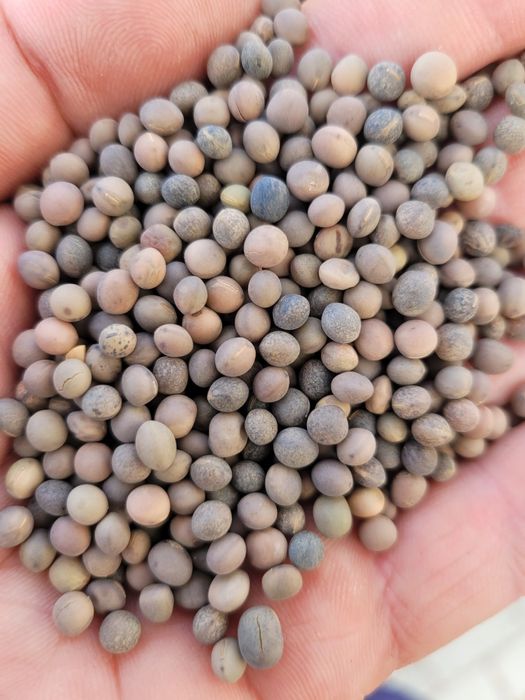 Wyka jara 25kg czysta zbiór 2024r