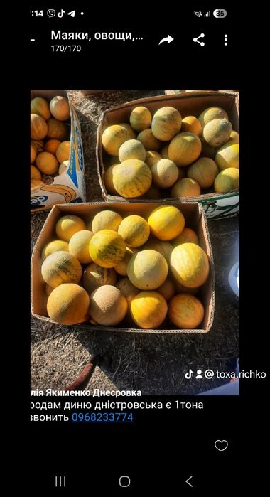 Насіння дині, семена дыни Днесровская ранняя,