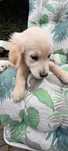 Zloty Piesek Golden Retriver ZKWP
