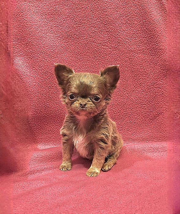 ТОП. Эксклюзив! Мини  Чихуахуа Девочка Тип Кобби Пушистая!