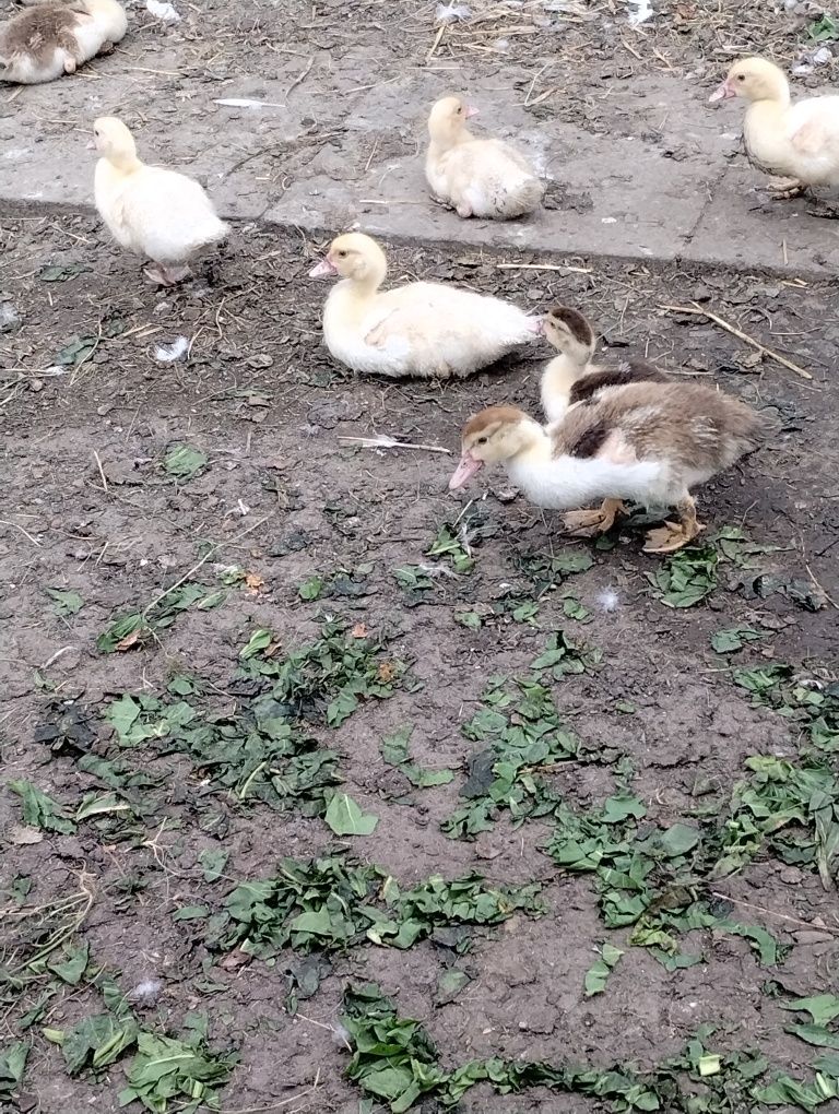 Kaczki francuskie