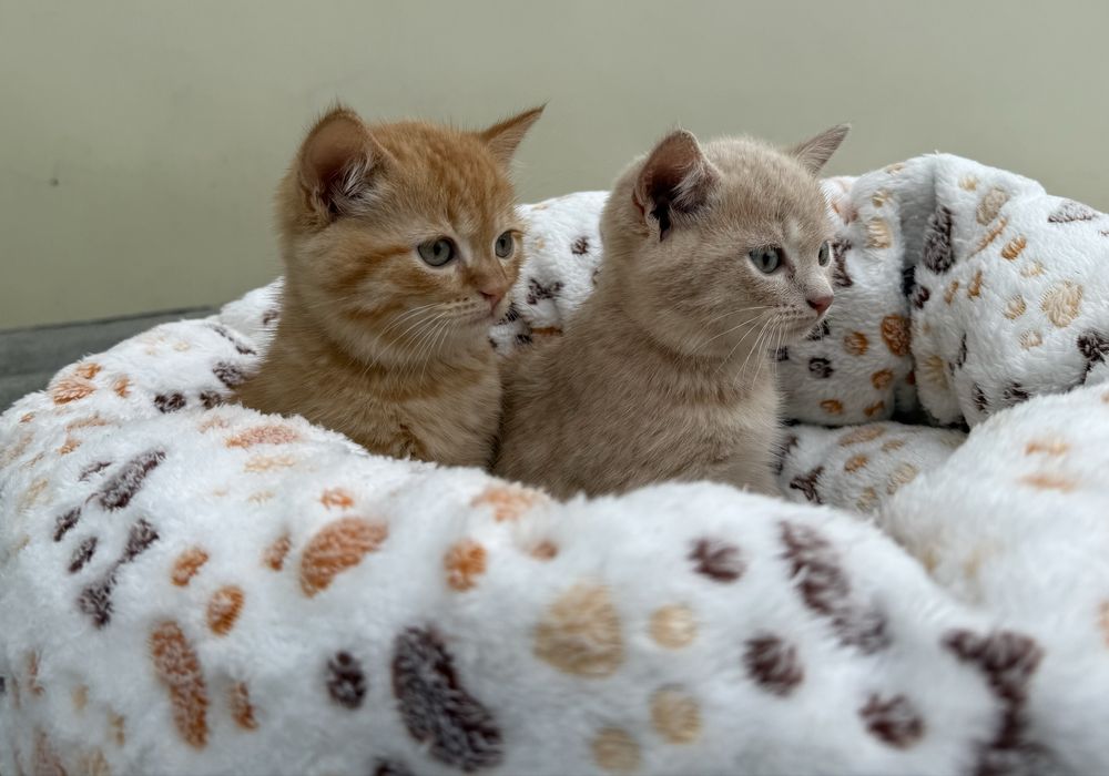 Кошенята британці прямовухі