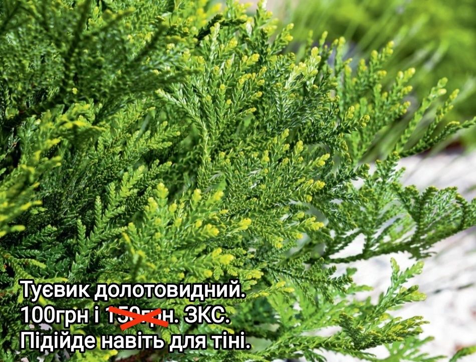 Мініатюрна жовта хоста, карликова хоста, хоста Lemon Lime