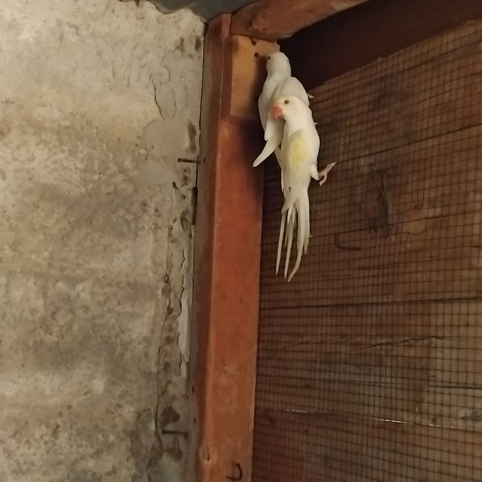 Vendo estas aves todas anilhadas