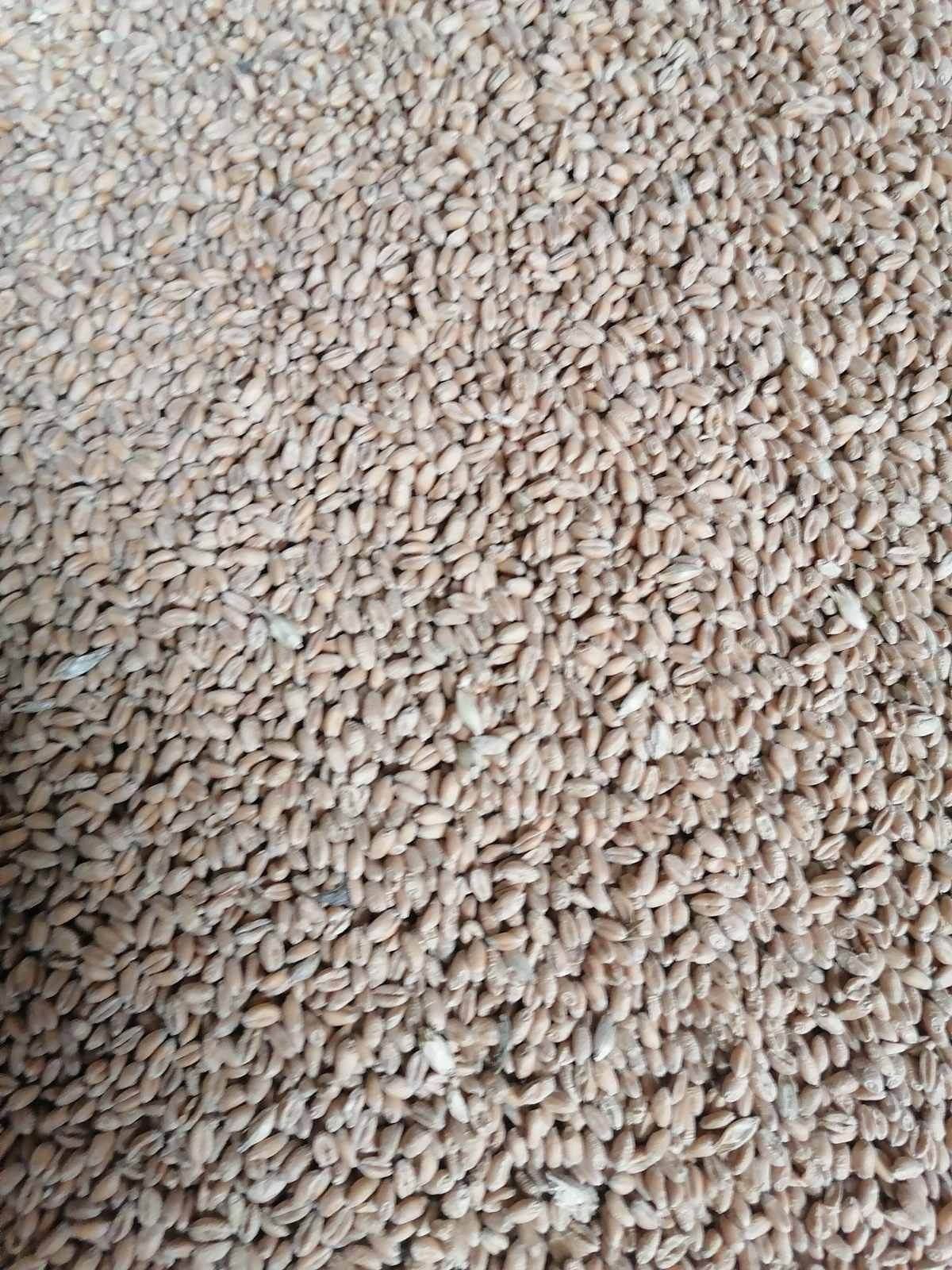 Пшениця 25 кілограм
