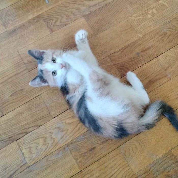 Кошенята в добрі руки.