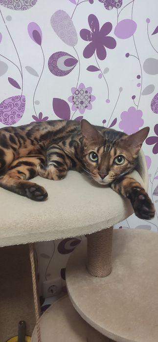 Шукаємо кота Бенгальської породи