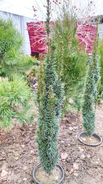 Продам можжевеик Blue Arrow, Олд Голд,Тисы,Туи Нана. Стриженные,,ух