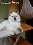 Mimi Ragdoll z Lazurowej Wyspy