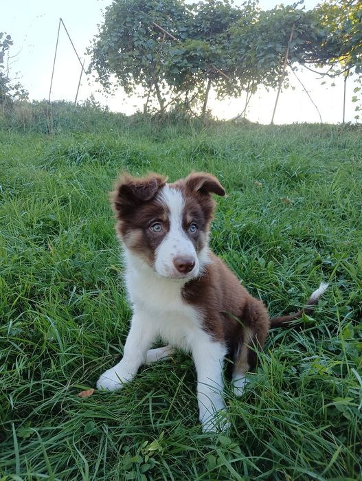 Szczeniak Border Collie –chocolate tricolor