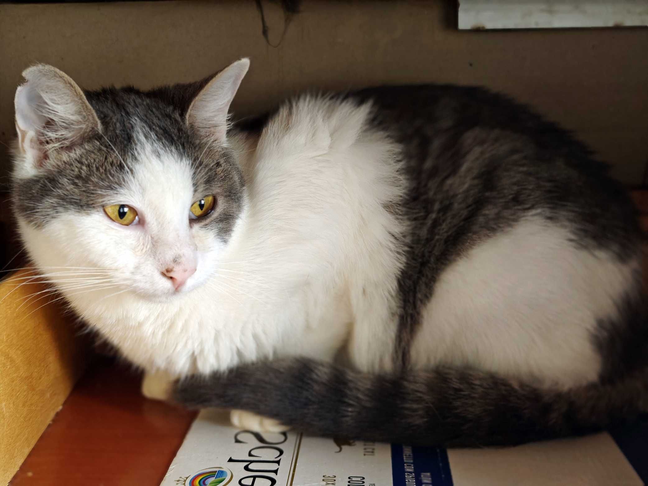Красуня 1рік Фанні шукає дім кошеня кіт котик котенок коти кішка