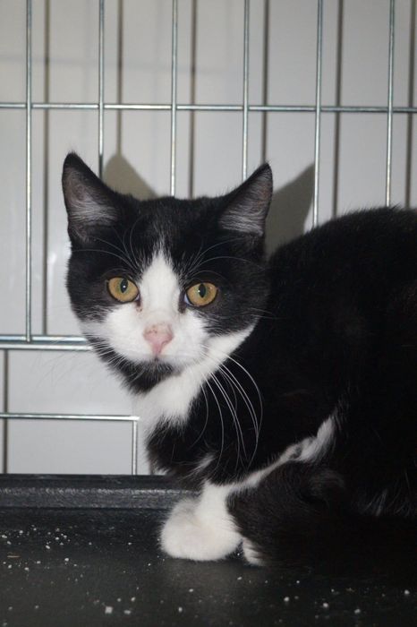 Małe koty do adopcji