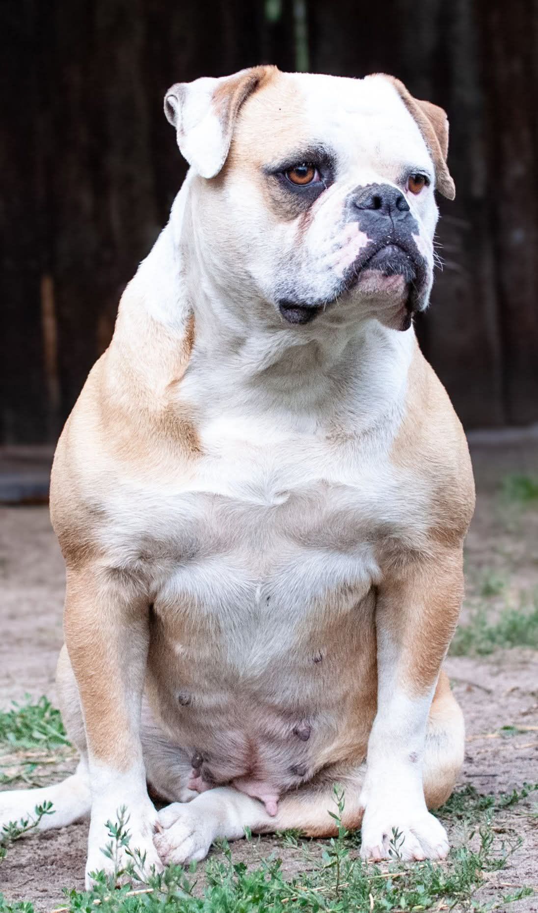 Buldog Amerykański zapowiedź miotu
