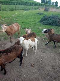 Baran kameruński-dorper, bezrozny+owca