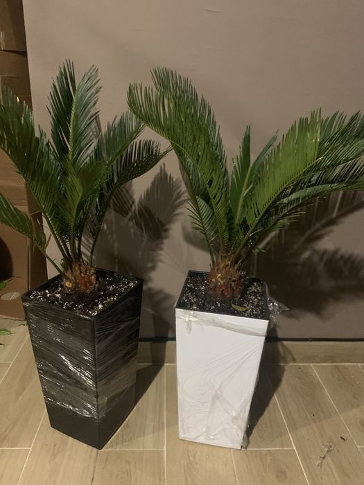 Цикас висота   1 м