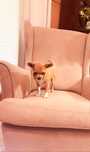 Chihuahua suczka fci ZkWwP