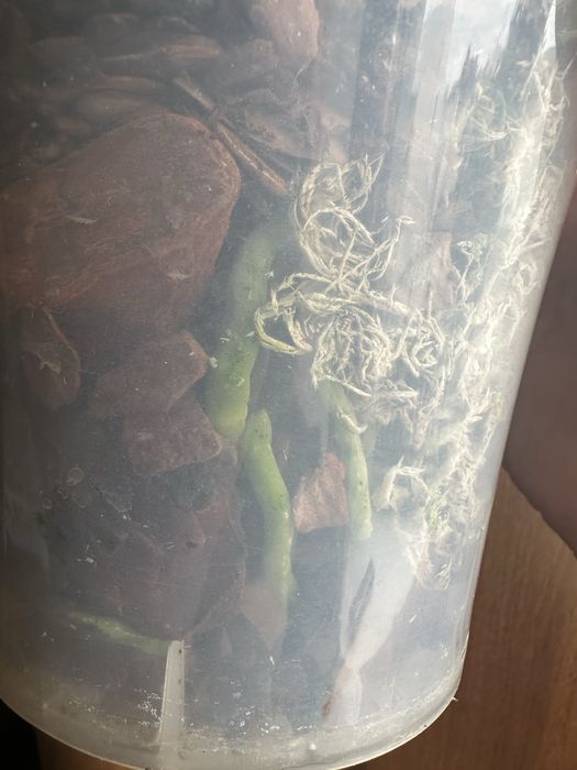 Орхидея с двумя детками