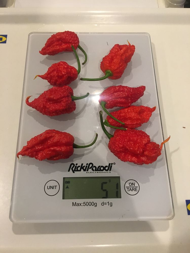 Carolina Reaper fresca