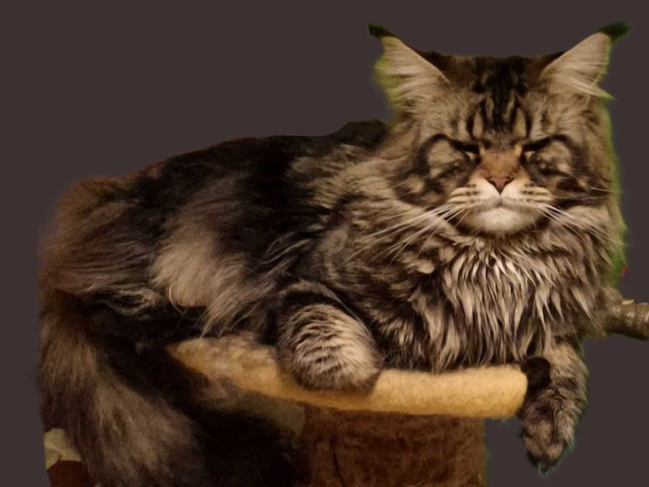 Кошенята велетнів