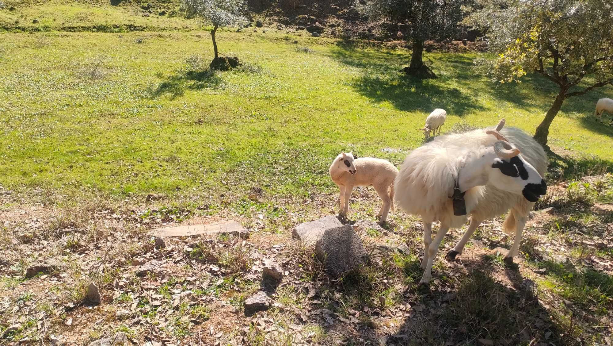 Borrego Raça Algarvia