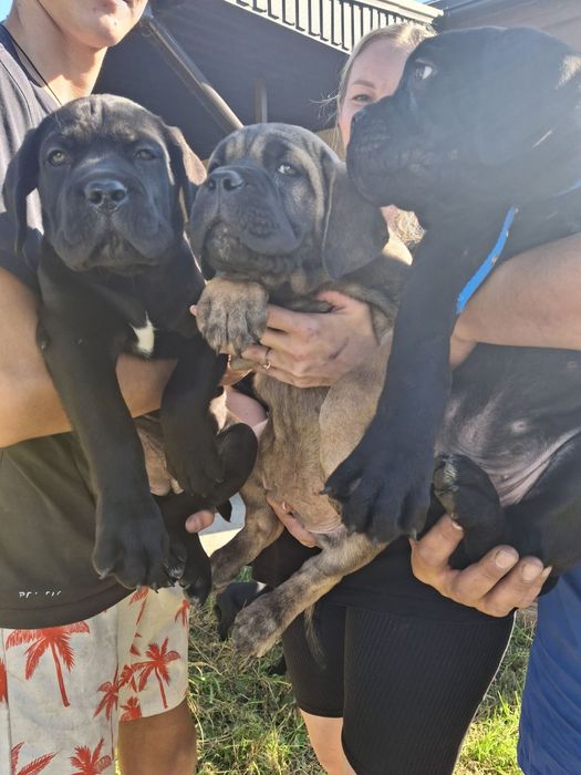 корсики з документами