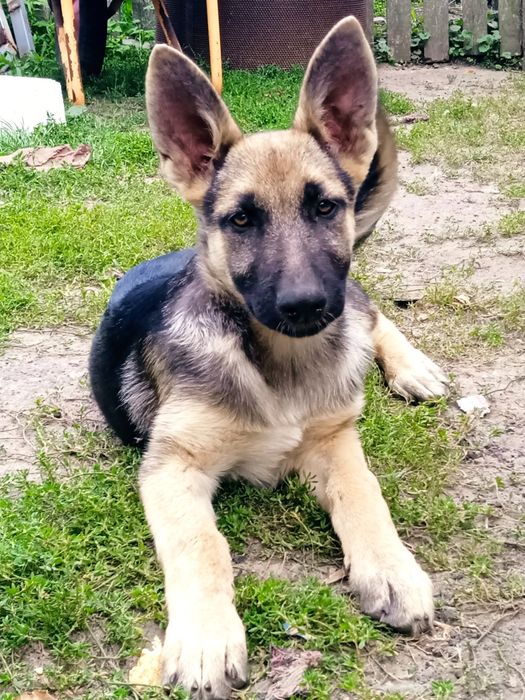 Дівчинка німецької вівчарки